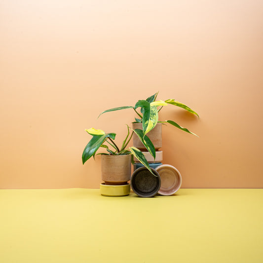 Philodendron Florida Beauty – Zimmerpflanze mit mehrfarbigen Blättern – potflourri