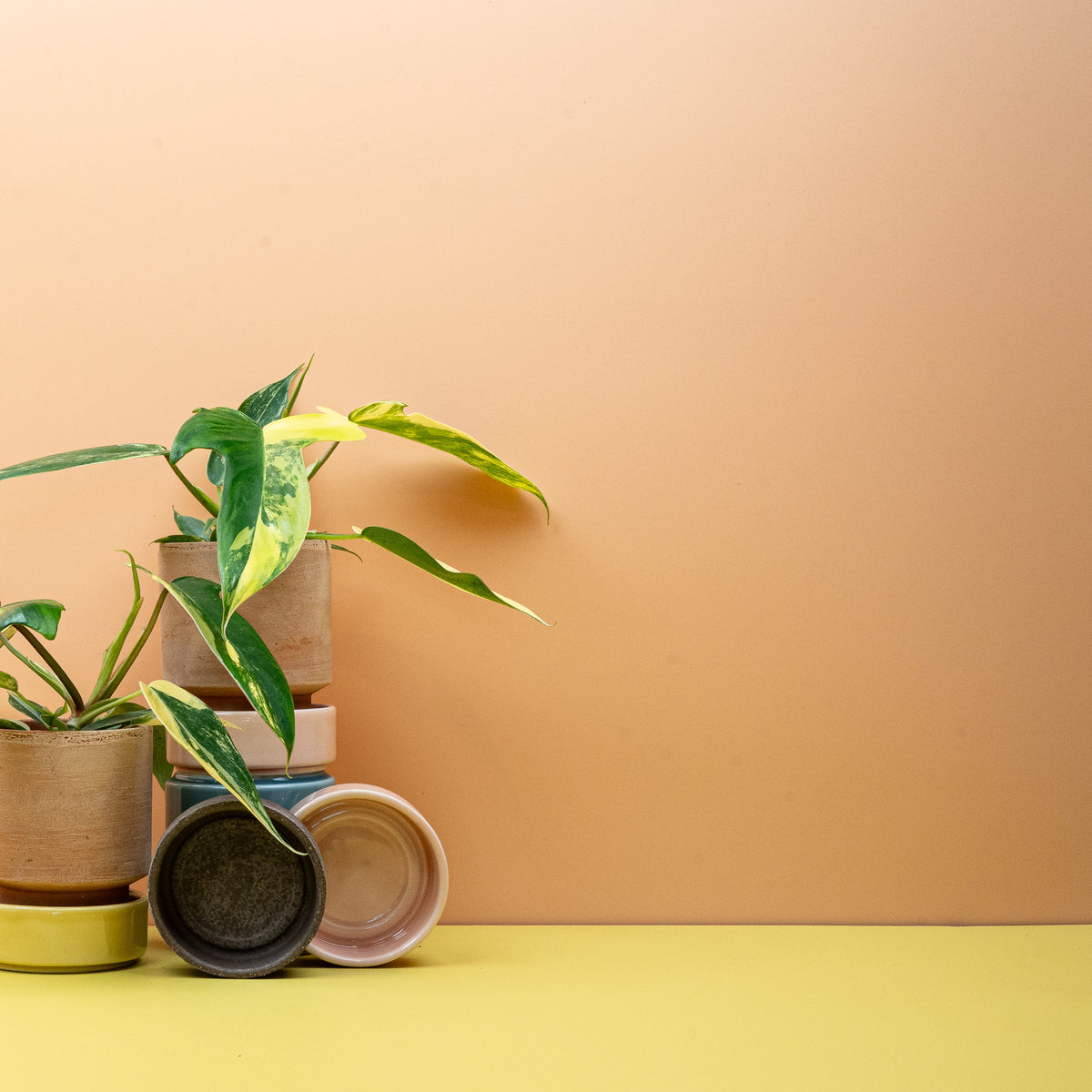 Philodendron Florida Beauty, jeder Trieb ein Unikat