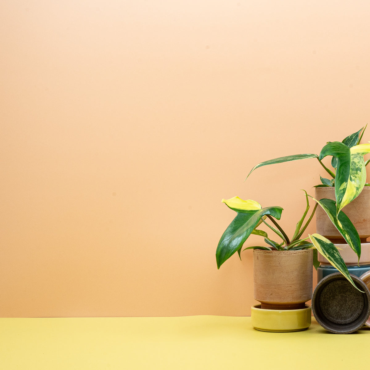 Philodendron Florida Beauty – tief gelapptes, panaschiertes Blatt – potflourri