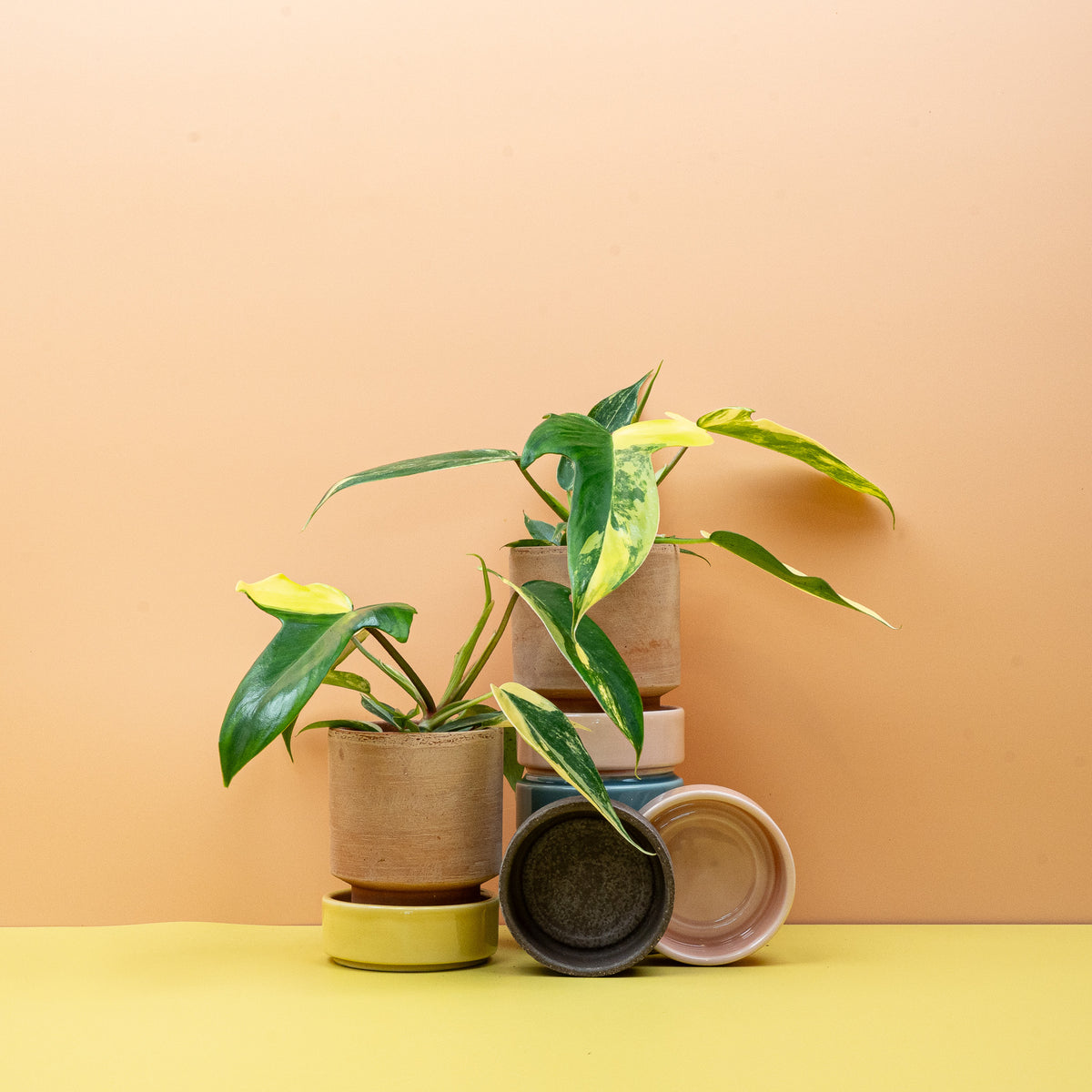 Philodendron Florida Beauty, seltene Rarität für Sammler