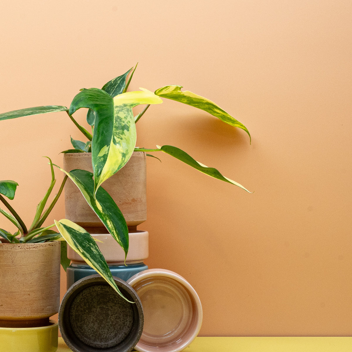 Philodendron Florida Beauty, echtes Juwel für die Pflanzensammlung