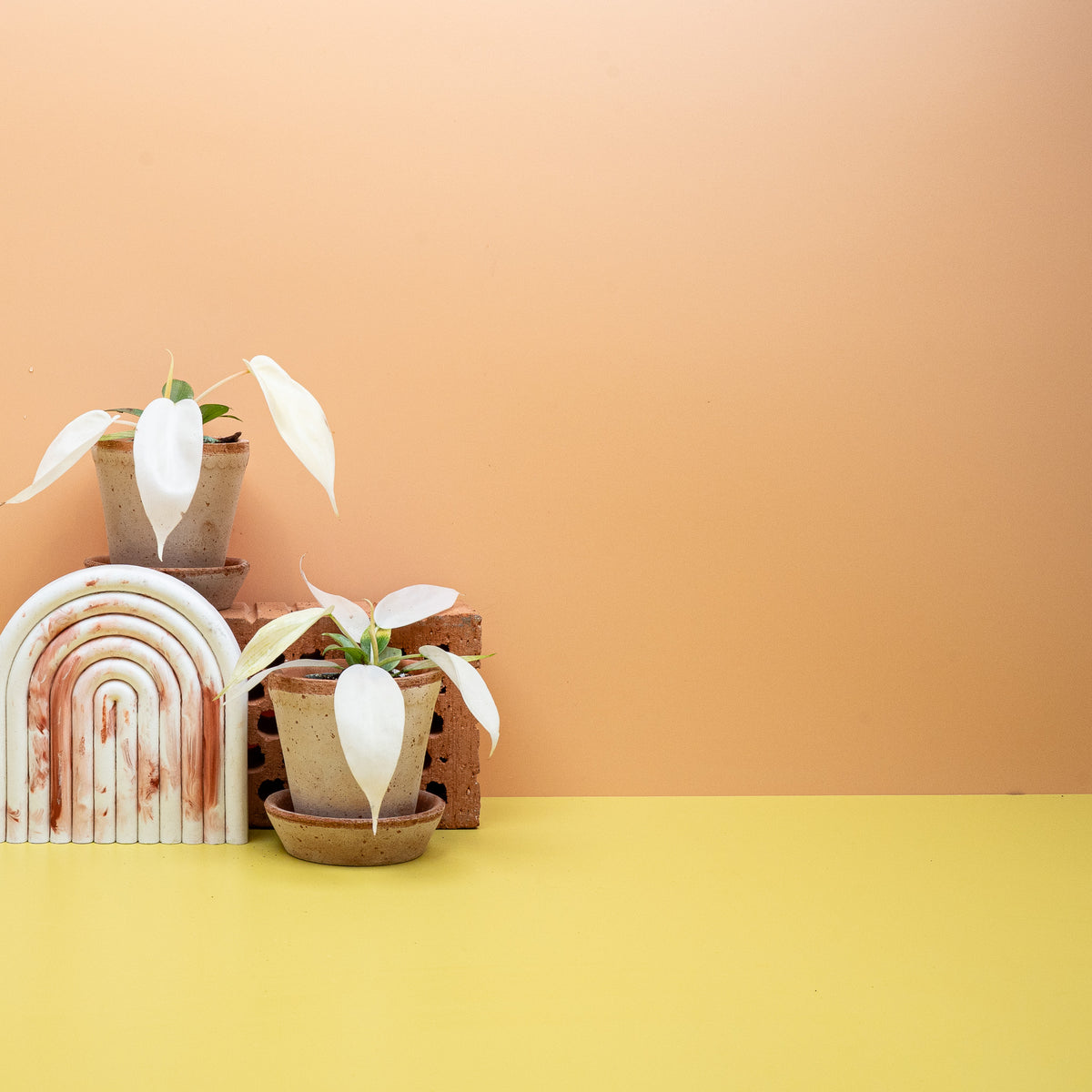 Philodendron Florida Ghost – kletternde Zimmerpflanze im Kulturtopf – potflourri