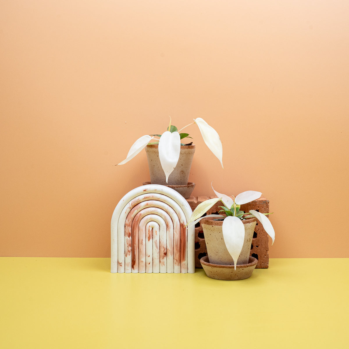 Philodendron Florida Ghost – weißer Neuaustrieb neben grünem Blatt – potflourri