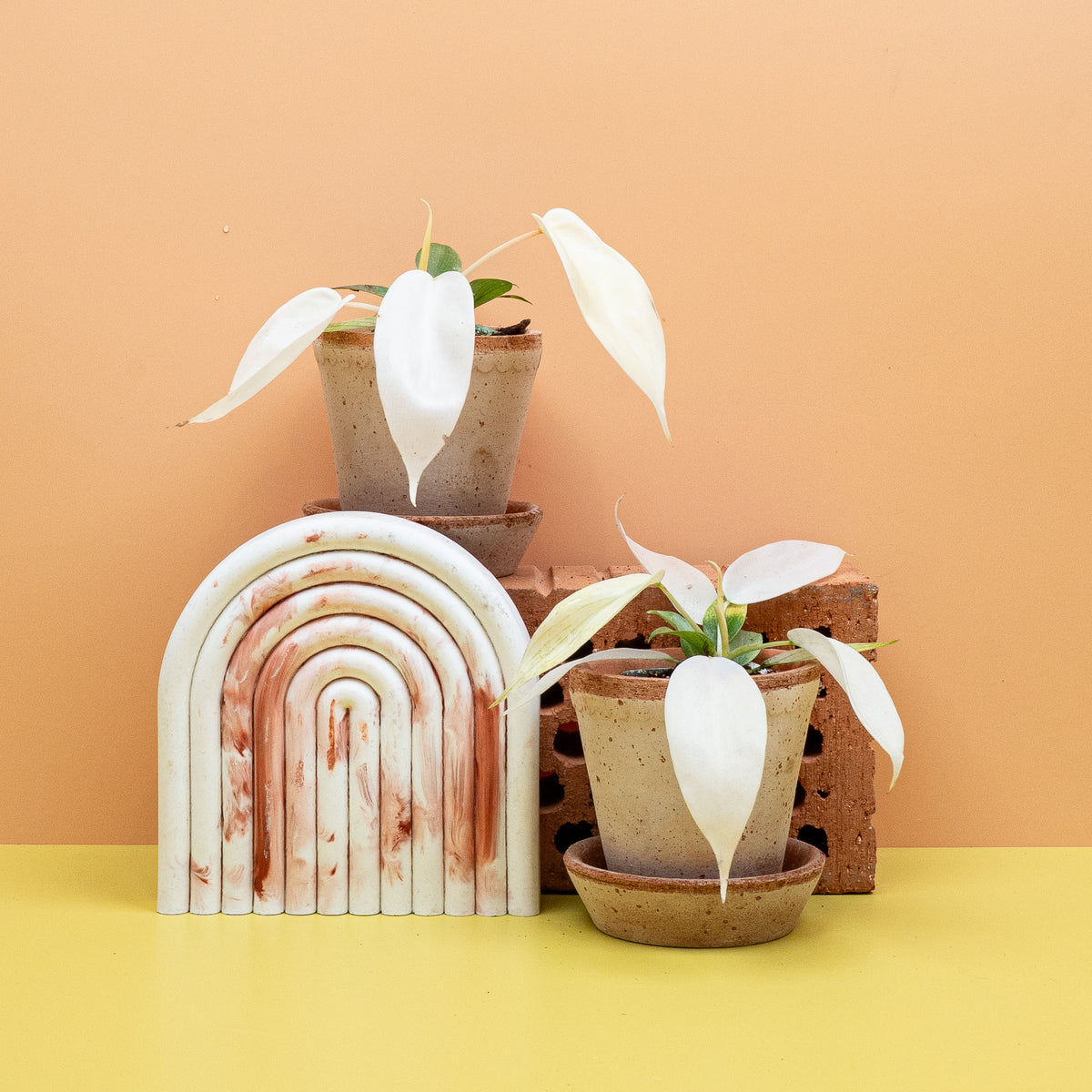 Philodendron Florida Ghost – Hybride aus P. pedatum und P. squamiferum – potflourri