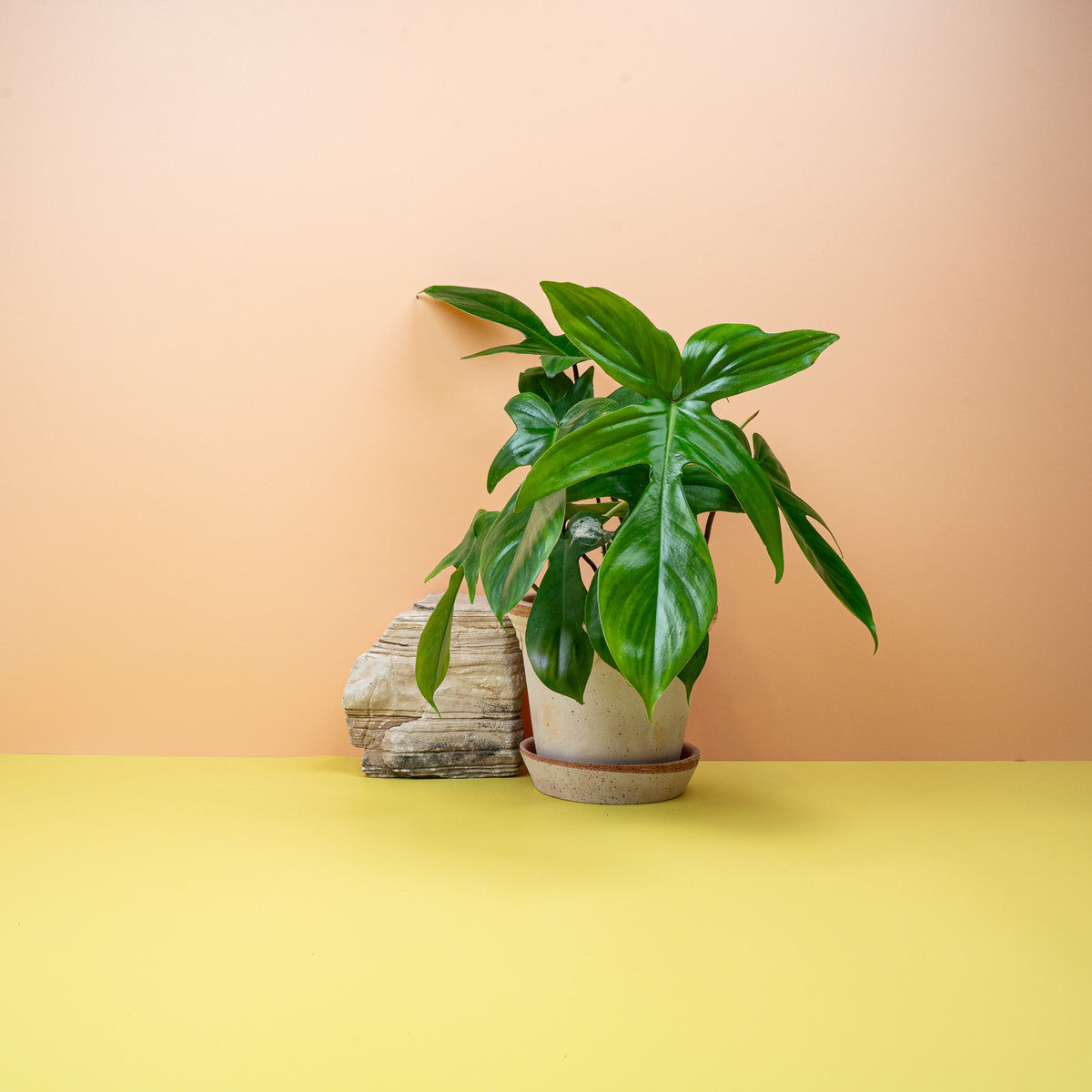 Philodendron Florida Green – Zimmerpflanze mit markanten Blättern – potflourri