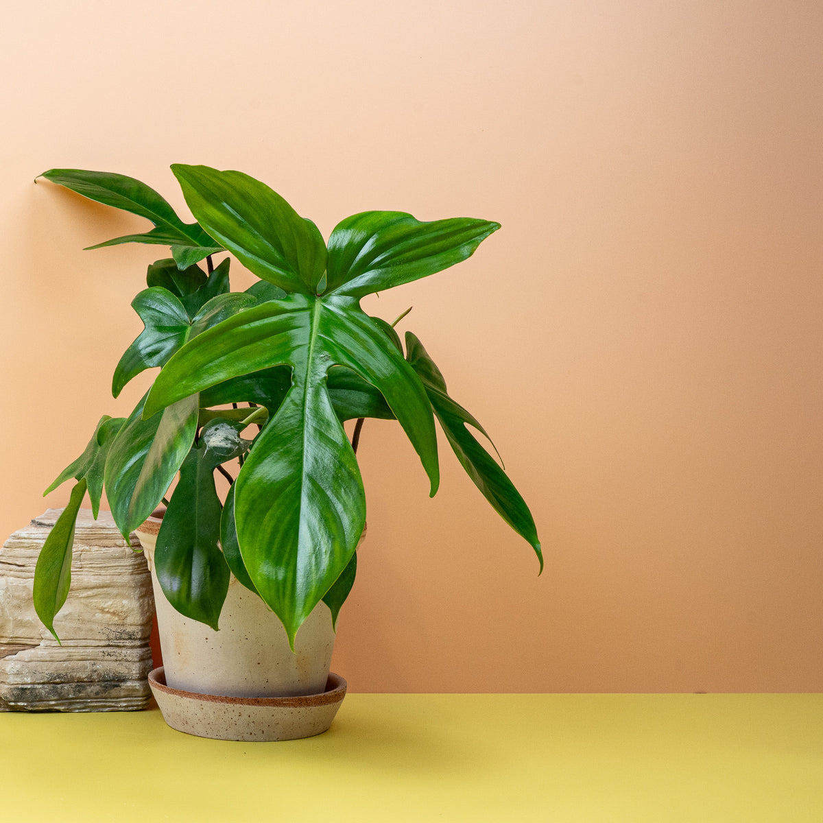 Philodendron Florida Green, satte grüne Blattfarbe
