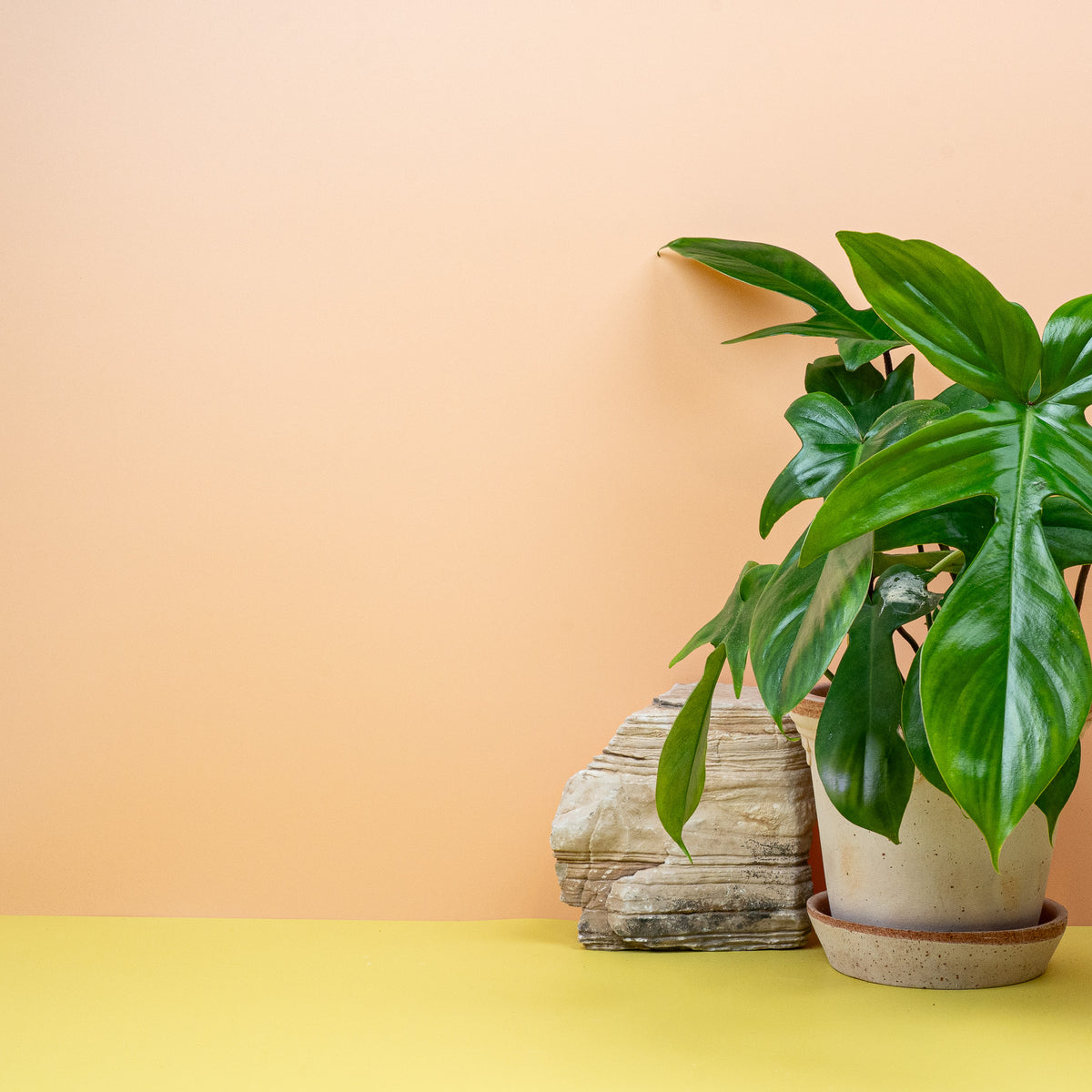 Philodendron Florida Green – elegante Erscheinung