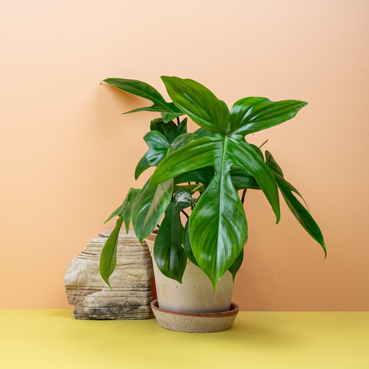 Philodendron Florida Green, charakteristische Blattform