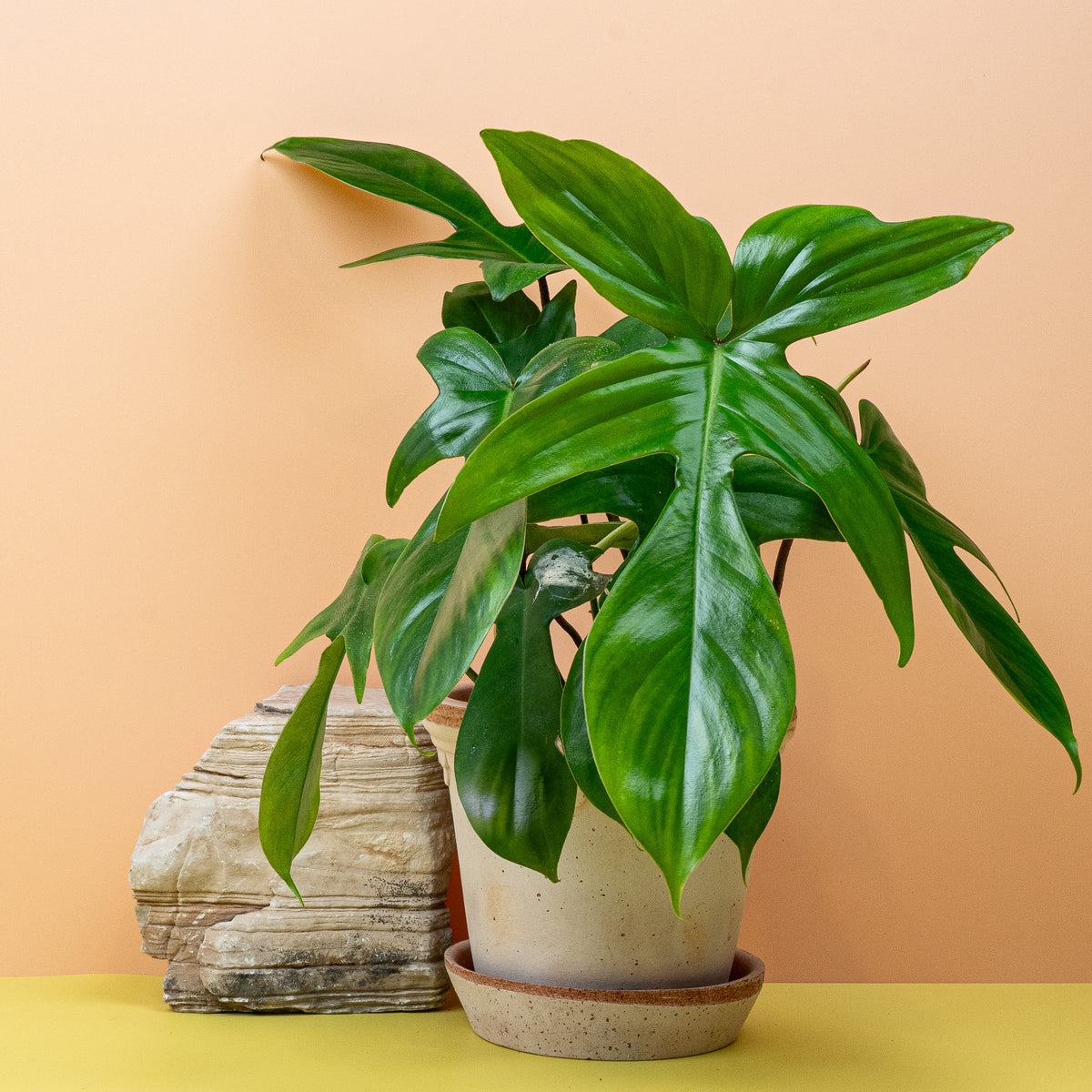 Philodendron Florida Green – natürliche Schönheit