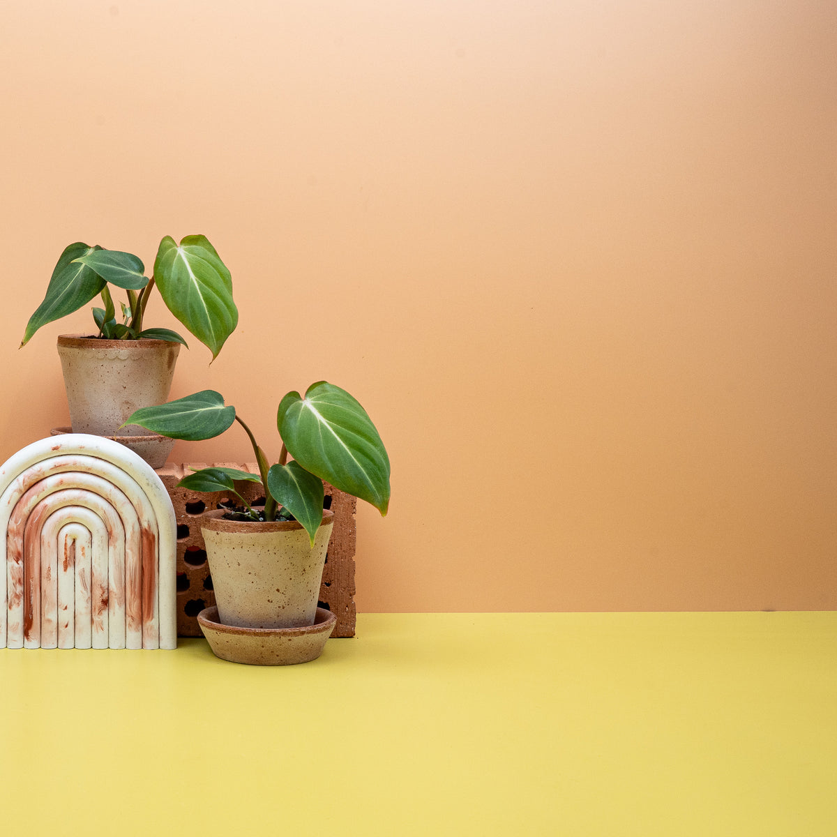 Philodendron Gloriosum als Zimmerpflanze im Kulturtopf