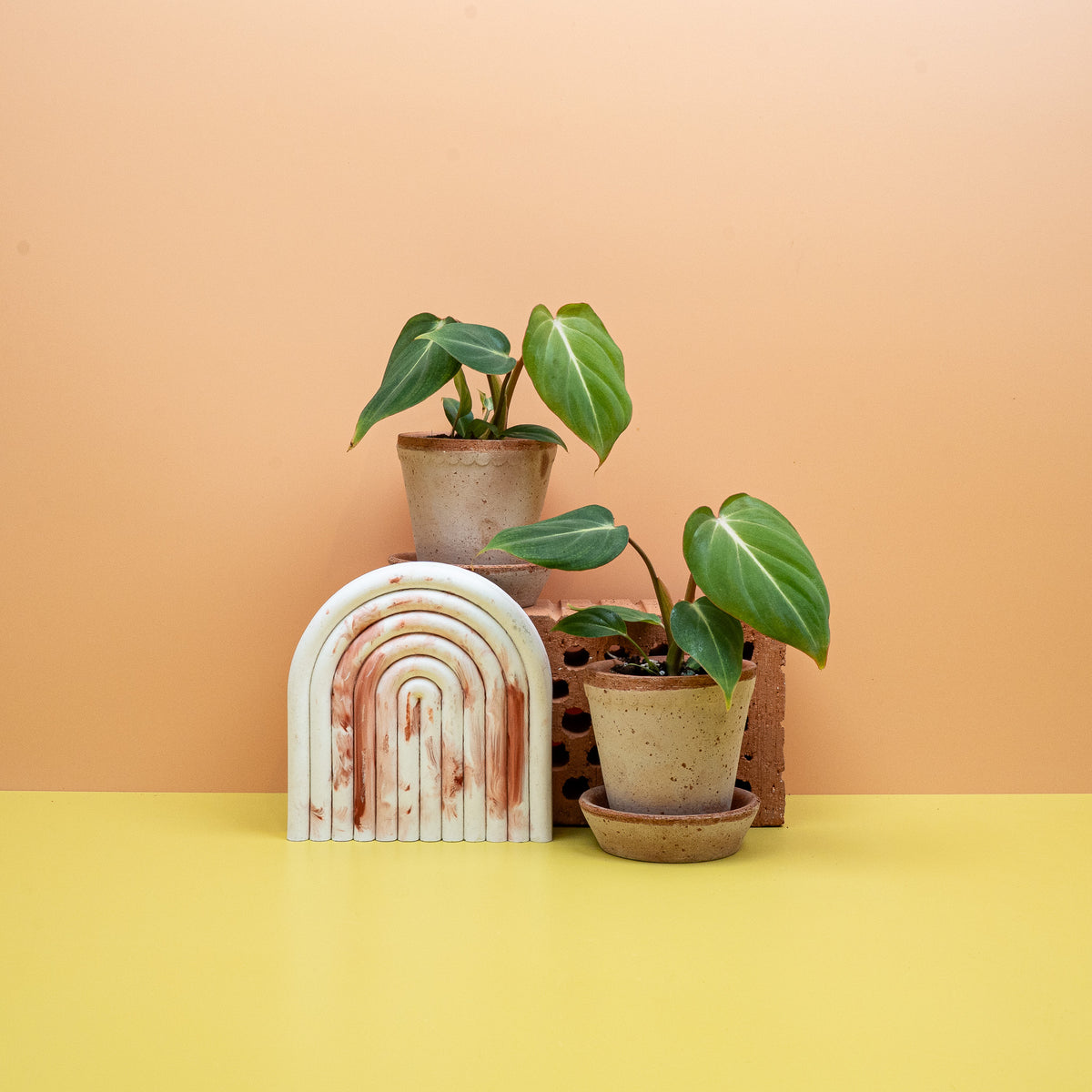 Philodendron gloriosum, kriechendes Rhizom statt kletterndem Wuchs