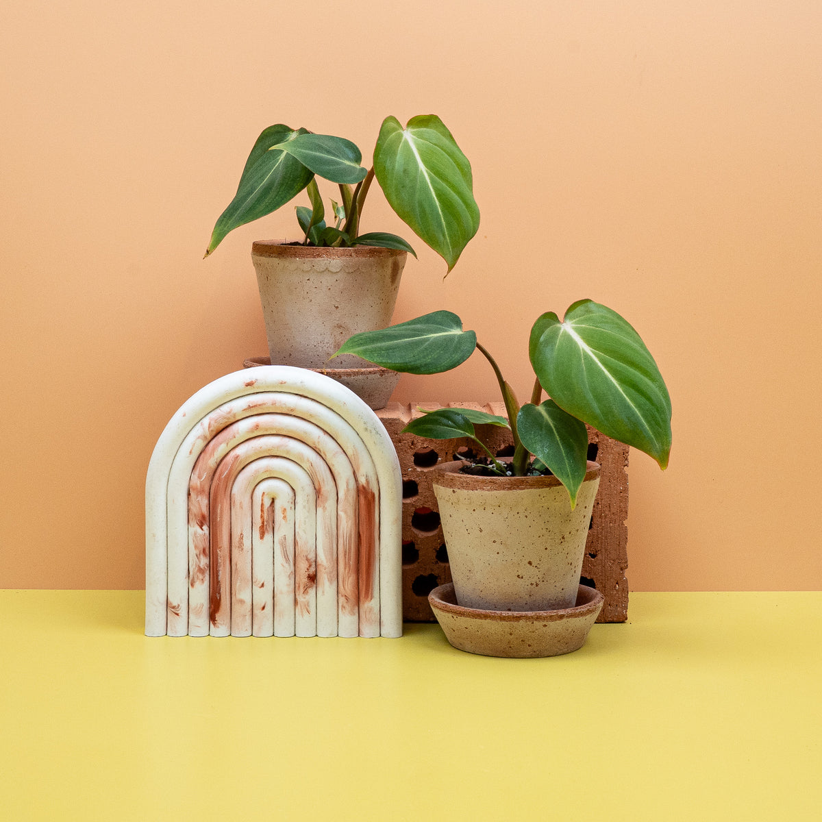 Philodendron Gloriosum – Sammlerpflanze von potflourri