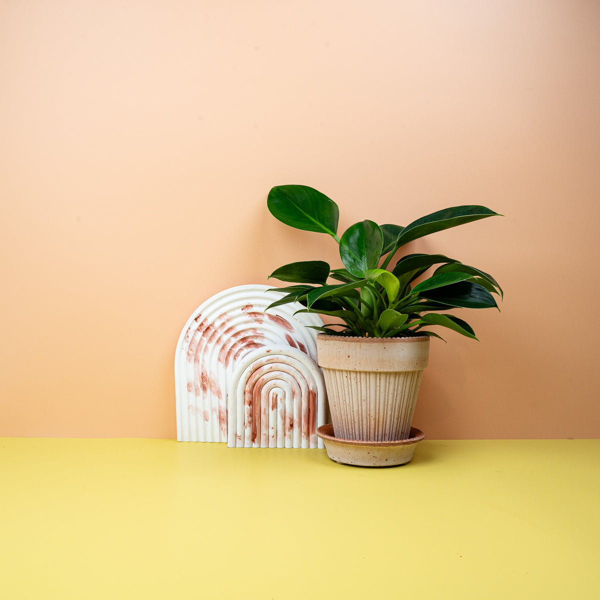 Philodendron Green Princess – Zimmerpflanze mit glänzenden Blättern – potflourri