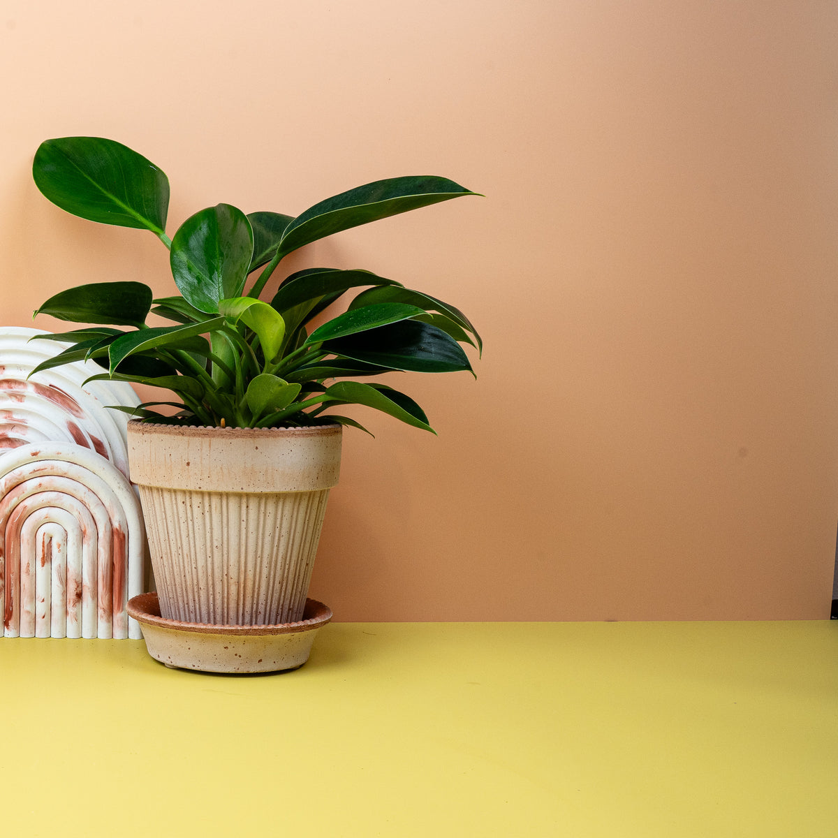 Philodendron Green Princess, spitze grüne Blätter
