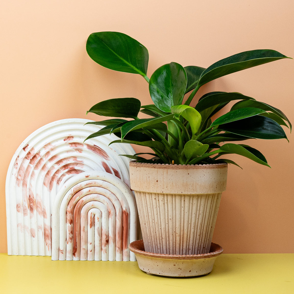 Philodendron Green Princess – natürliche Eleganz