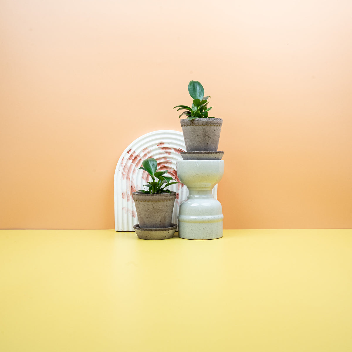 Philodendron Green Princess – buschiger Baumfreund mit glänzendem Laub – potflourri