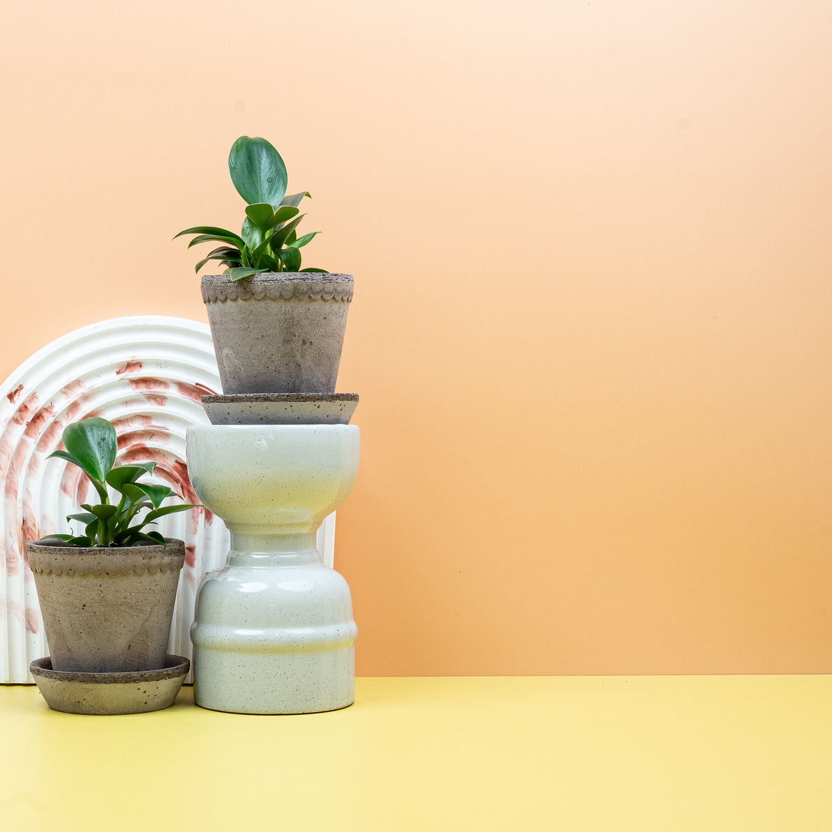 Philodendron Green Princess im Kulturtopf, kompakter aufrechter Wuchs – potflourri