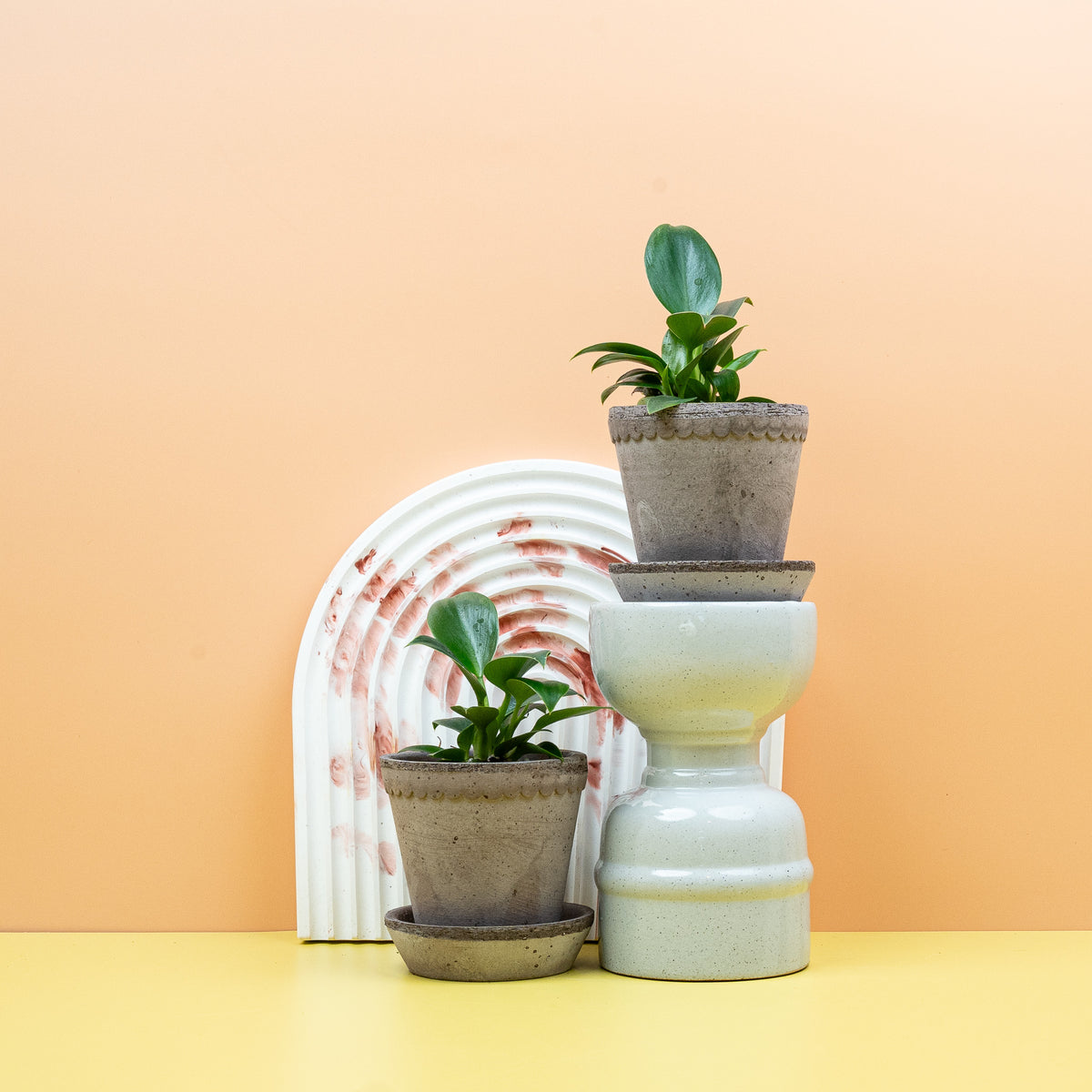 Philodendron Green Princess – mehrtriebige, dicht belaubte Zimmerpflanze – potflourri