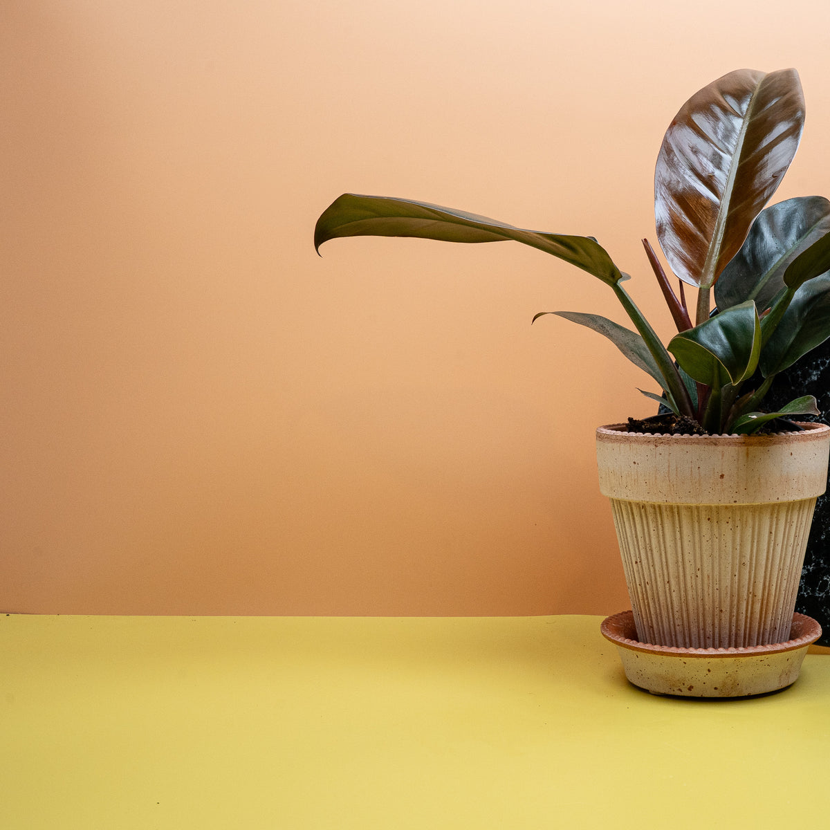 Kompakte, aufrechte Wuchsform des Philodendron Imperial Red