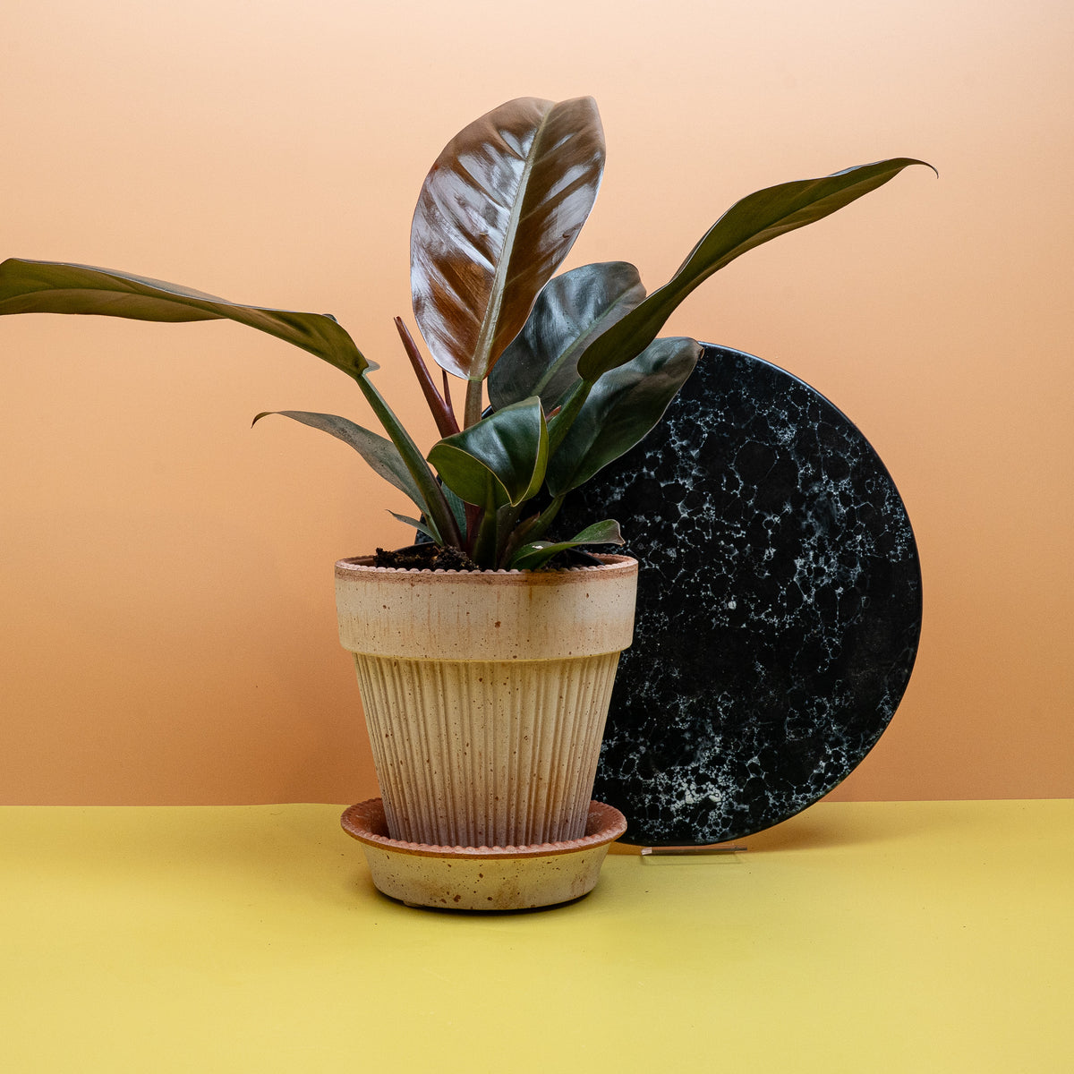 Philodendron Imperial Red mit rot-bronzenem Farbverlauf – potflourri