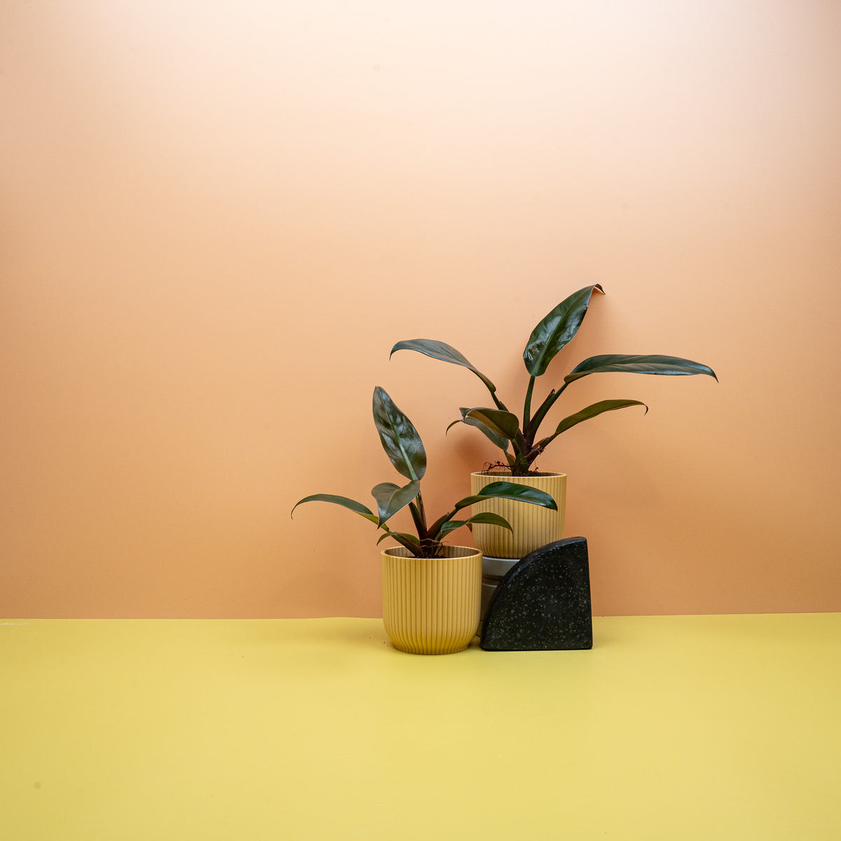 Philodendron Imperial Red als ausdrucksstarkes Wohn-Highlight