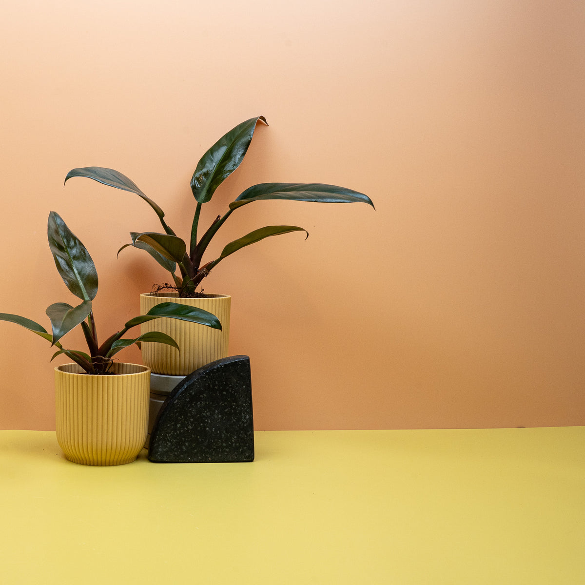 Philodendron Imperial Red, glänzendes Blatt in Rotbraun bis Dunkelgrün