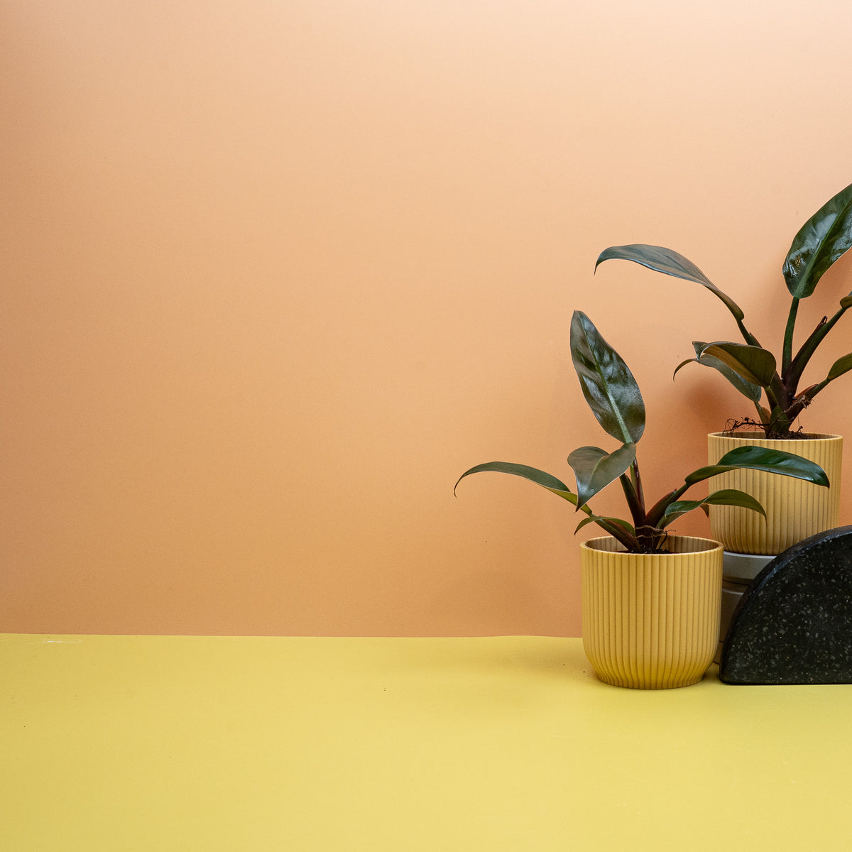 Philodendron Imperial Red mit mehreren Farbstufen an einer Pflanze