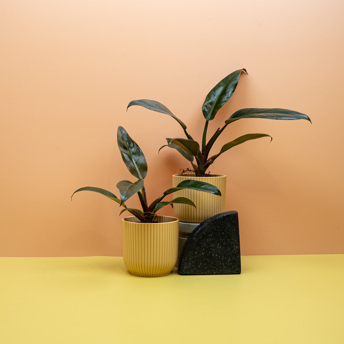 Philodendron Imperial Red, selbstaufrechter Wuchs ohne Ranken