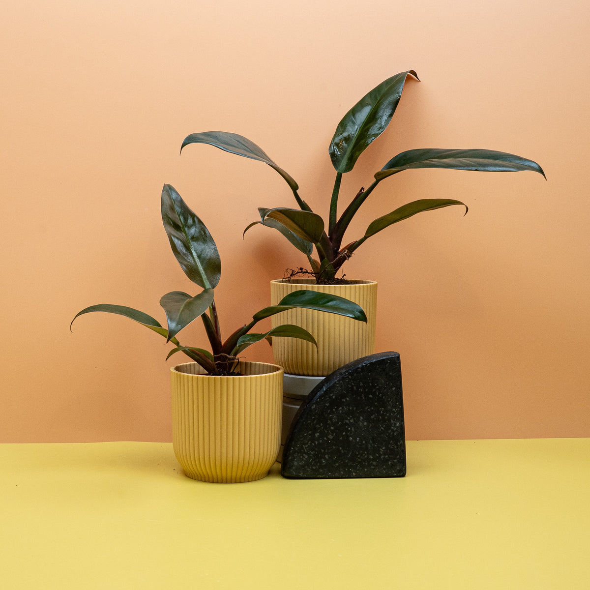 Philodendron Imperial Red aus dem Sortiment von potflourri