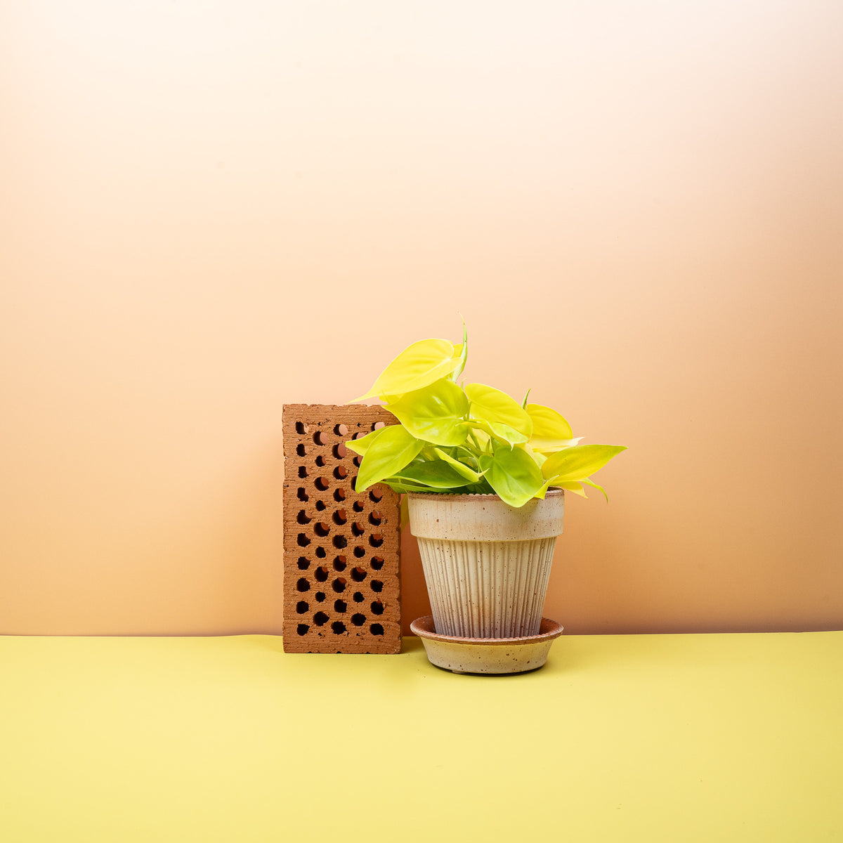 Philodendron Hederaceum Lemon Lime, leuchtende Blätter