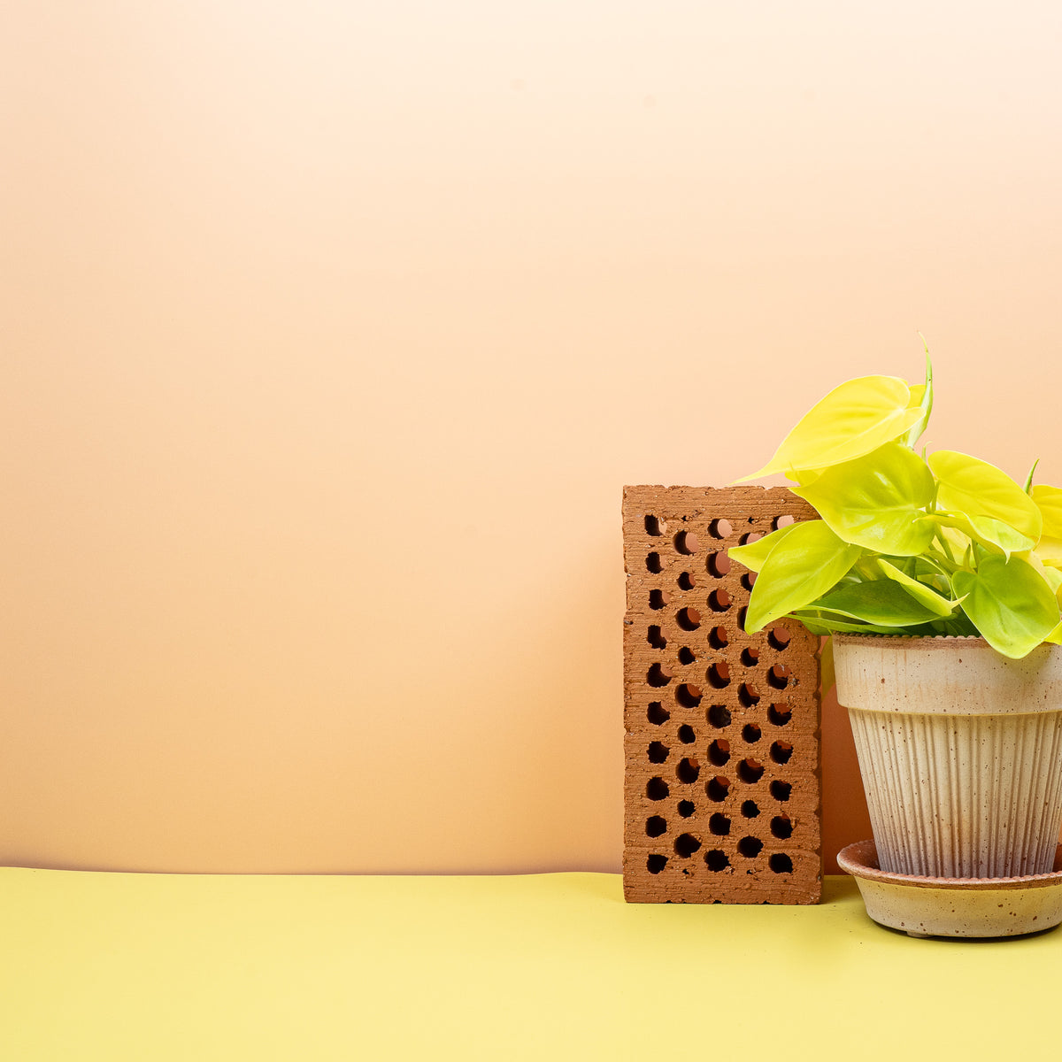 Philodendron Hederaceum Lemon Lime – markante Blattfarbe