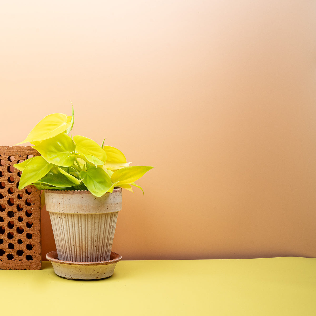 Philodendron Hederaceum Lemon Lime, kompakter Wuchs