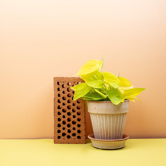 Philodendron Hederaceum Lemon Lime – neongelbe Zimmerpflanze – potflourri
