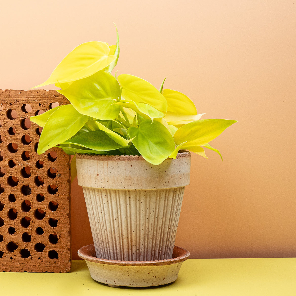 Philodendron Hederaceum Lemon Lime – frisches Erscheinungsbild