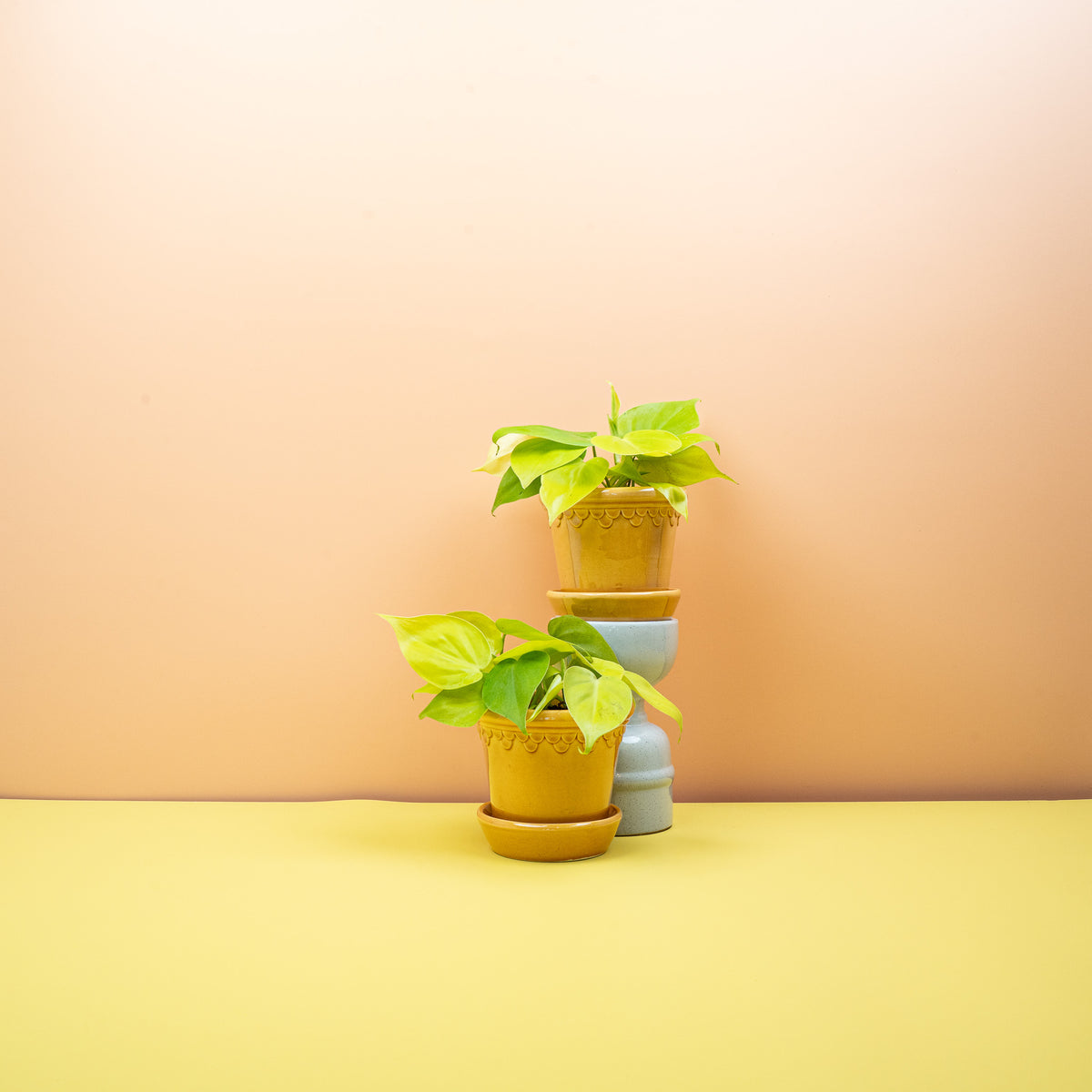 Philodendron Lemon Lime – herzförmiges Blatt in Limettengrün – potflourri