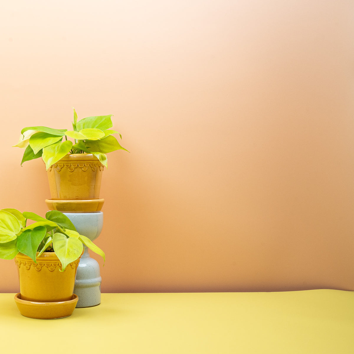 Philodendron Lemon Lime – neongelber Neuaustrieb – potflourri
