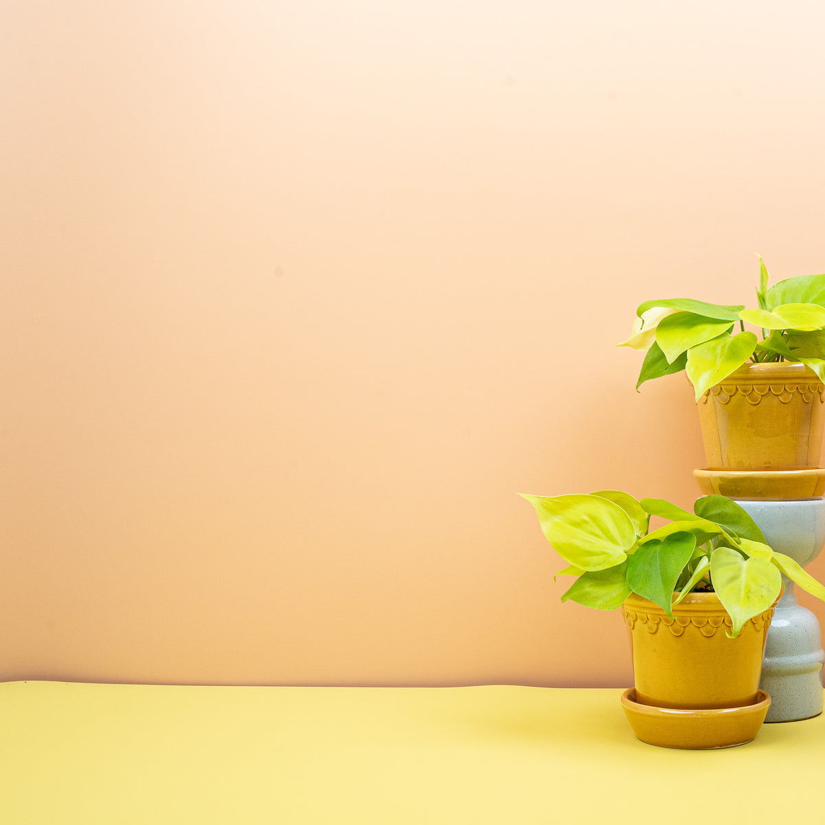 Philodendron hederaceum Lemon Lime – rankende Zimmerpflanze – potflourri