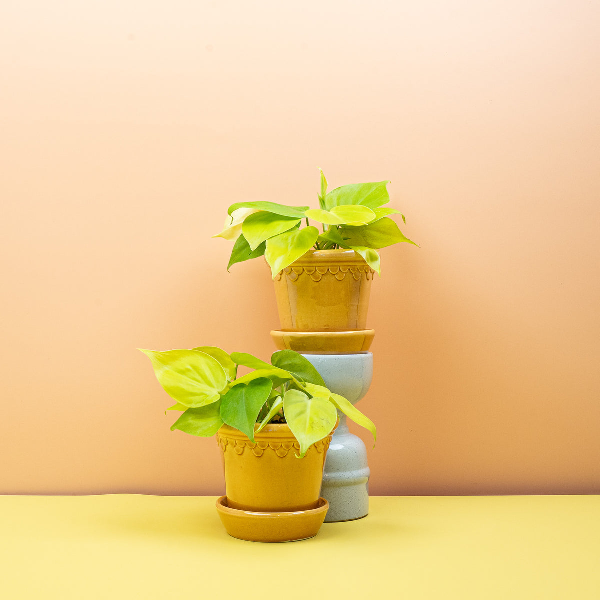 Philodendron Lemon Lime im Kulturtopf, Topf-Ø 6 bis 12 cm – potflourri
