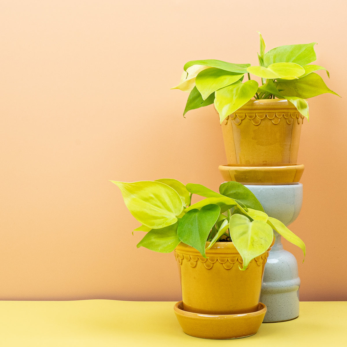 Philodendron Lemon Lime – dünne, weich glänzende Blätter – potflourri