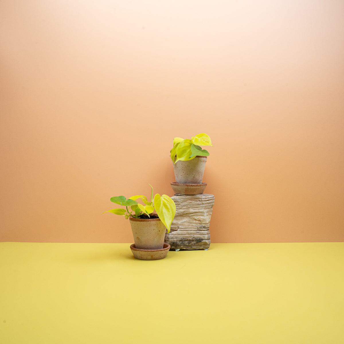 Philodendron Lemon Lime – Sorte von Philodendron scandens – potflourri