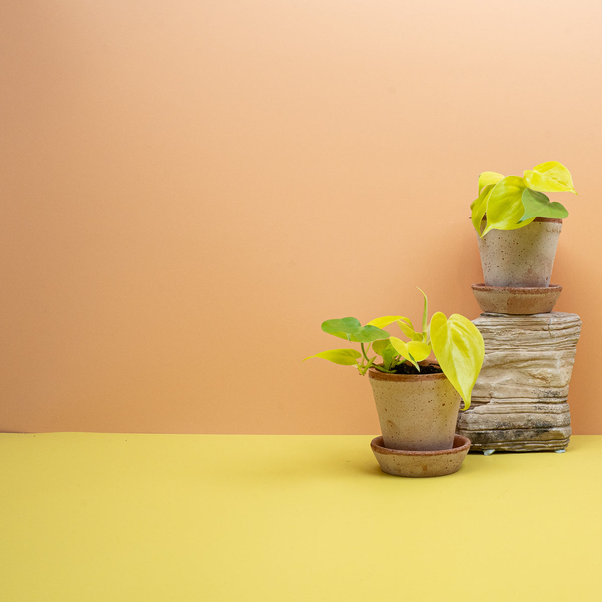 Philodendron Lemon Lime – pflegeleichte Ampelpflanze der Familie Araceae – potflourri