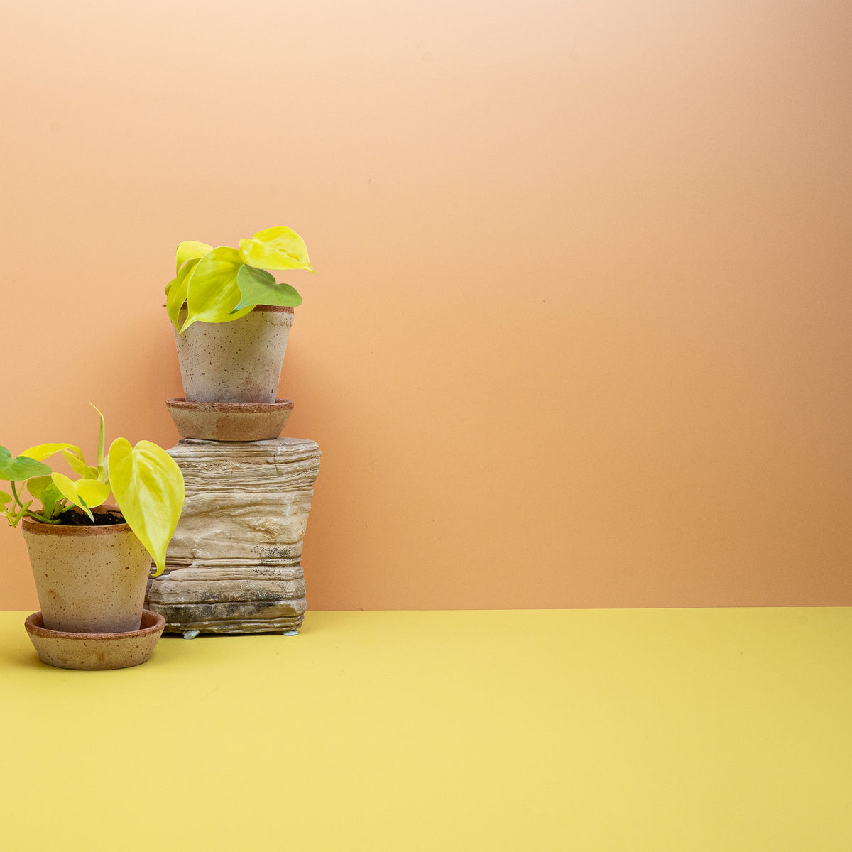 Philodendron Hederaceum Lemon Lime – Ansicht 13