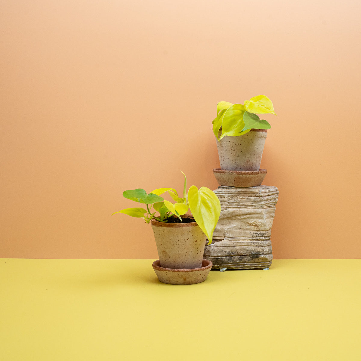 Philodendron Hederaceum Lemon Lime – Ansicht 14