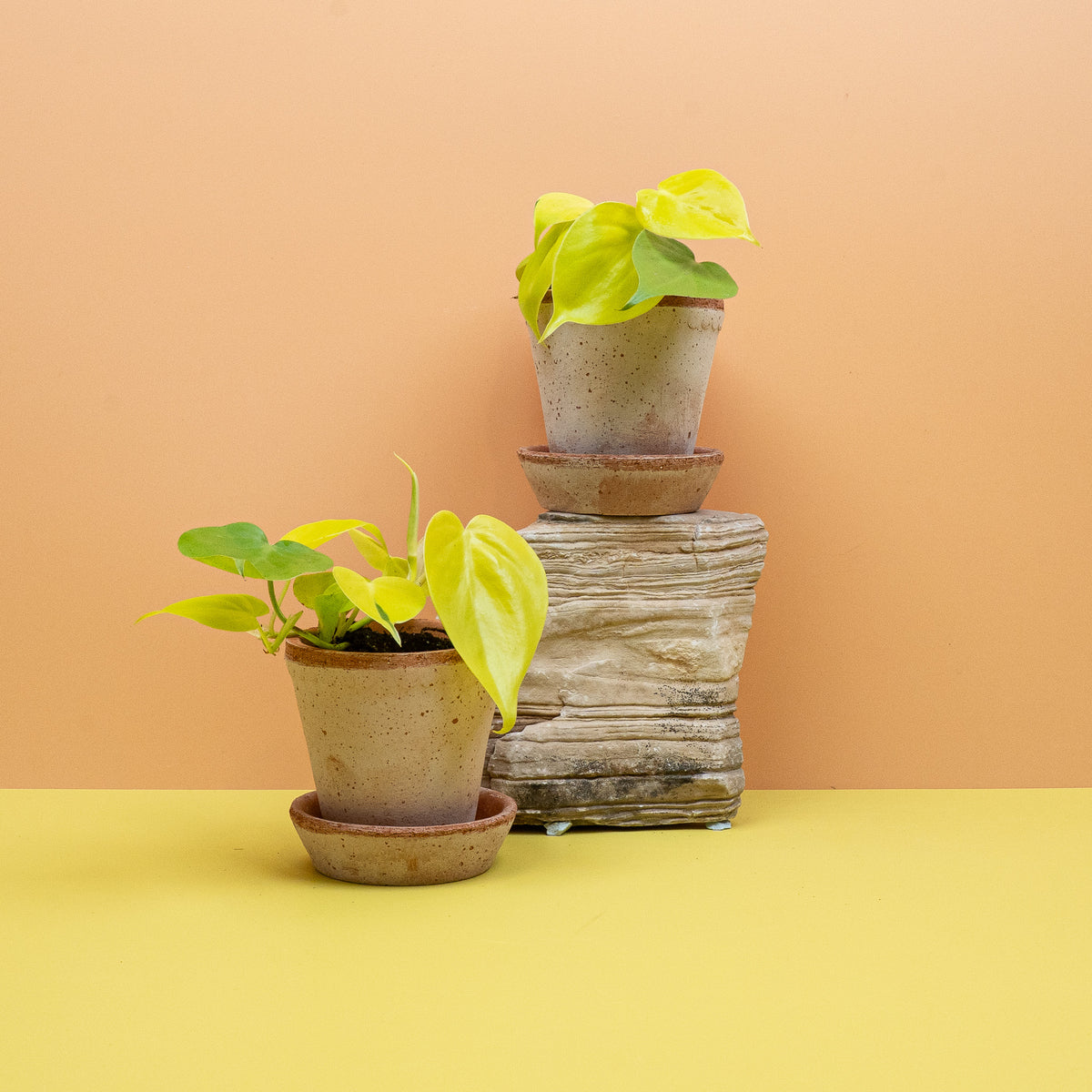 Philodendron Hederaceum Lemon Lime – Ansicht 15