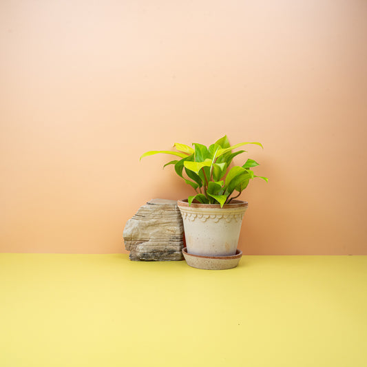 Philodendron Malay Gold, goldgrünes Laub – potflourri