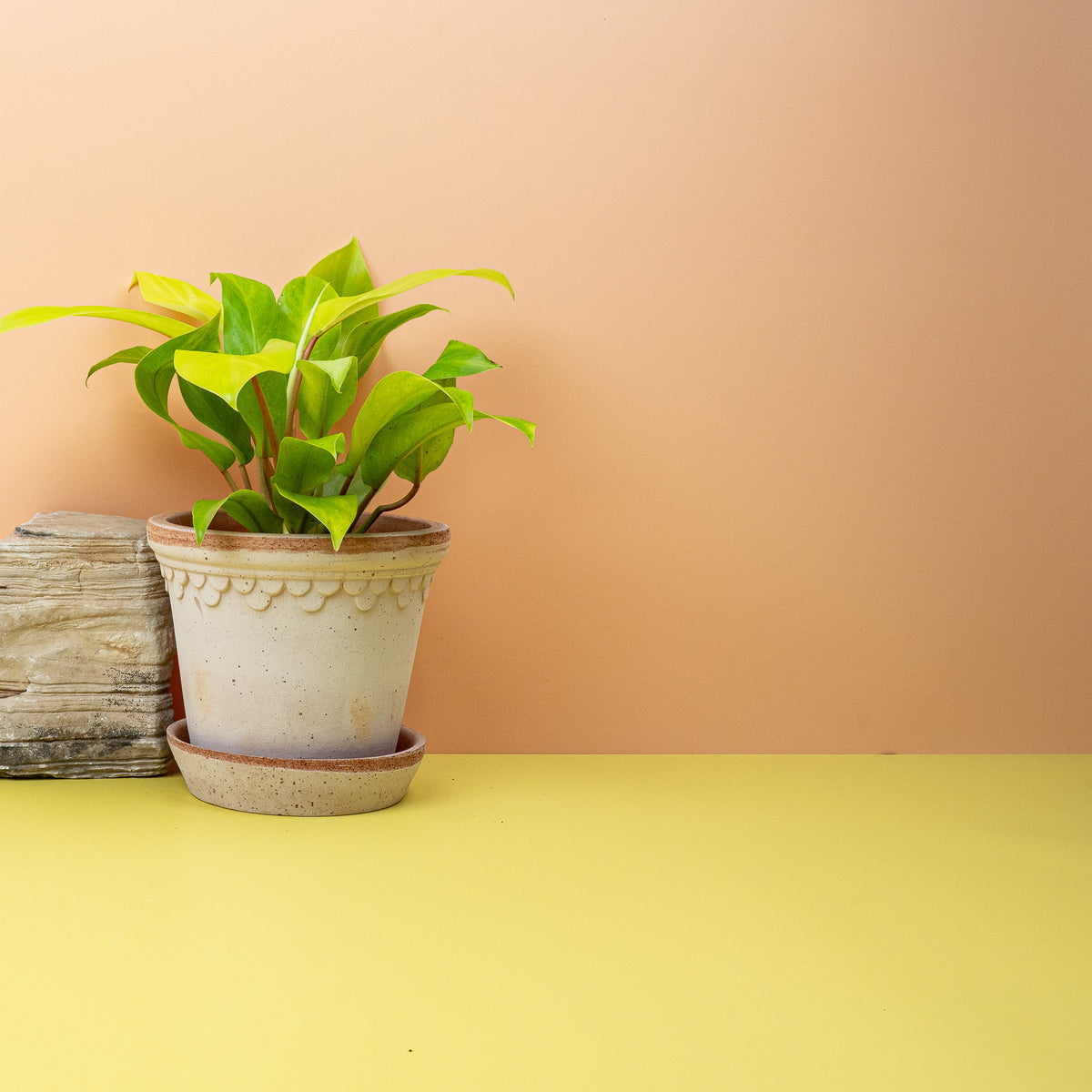 Philodendron Malay Gold mit spitz zulaufenden Blättern
