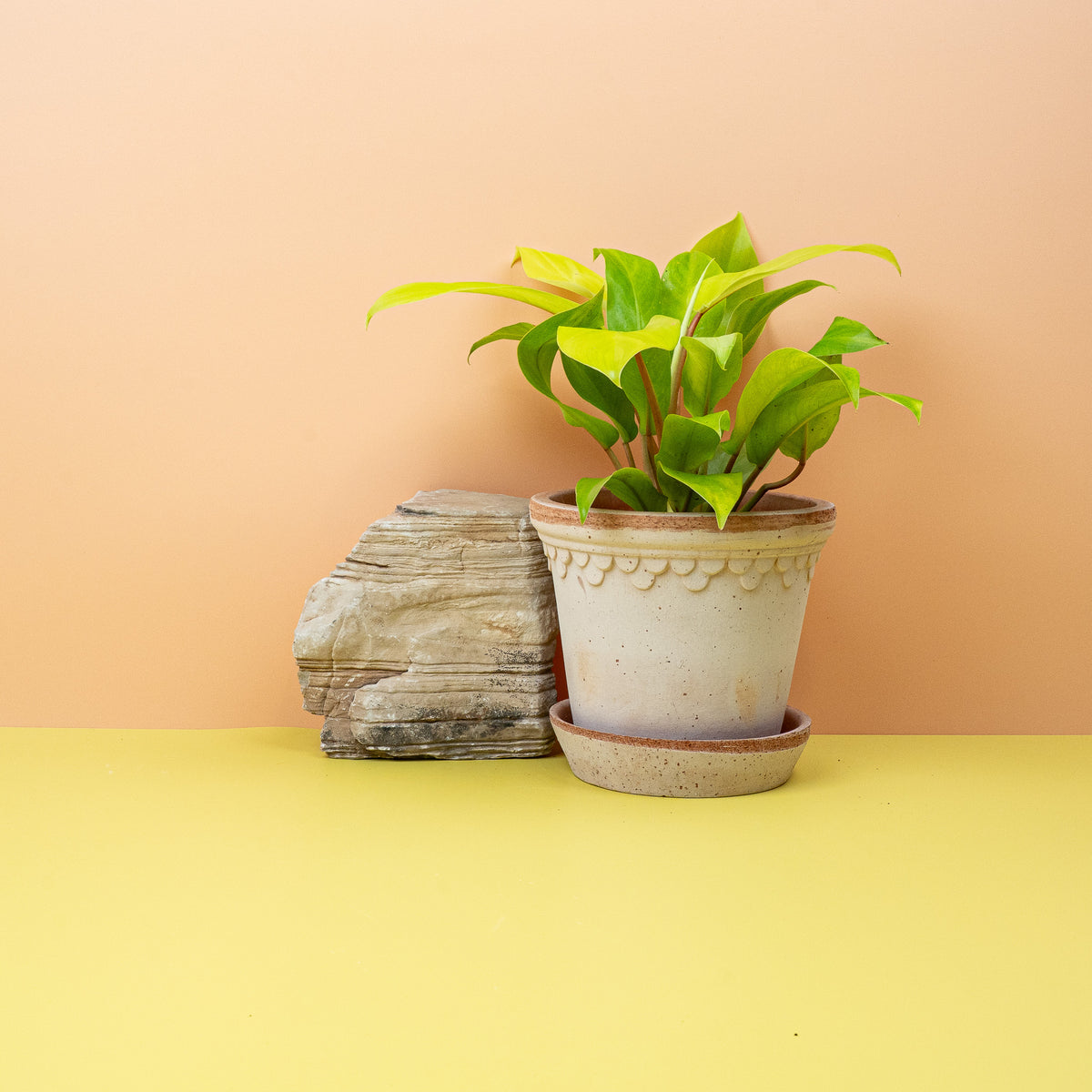 Philodendron Malay Gold, üppiger Wuchs