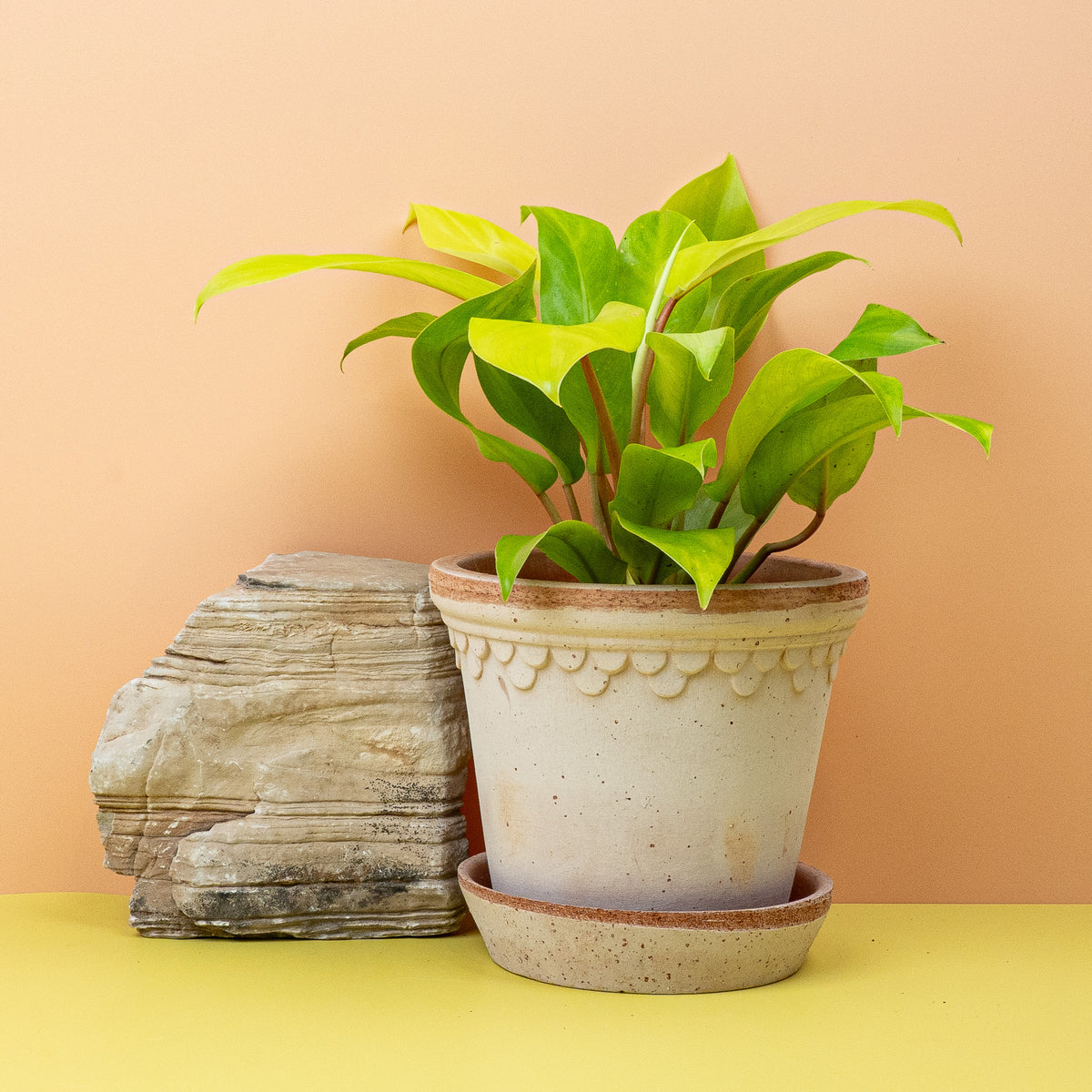 Philodendron Malay Gold, Gesamtansicht der Pflanze