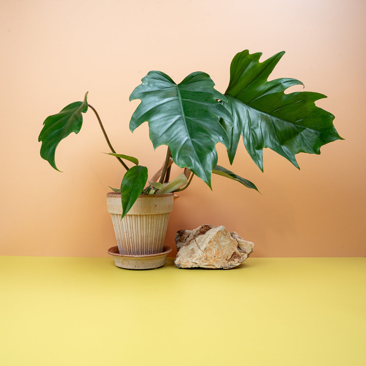 Philodendron Mayoi – seltene Zimmerpflanze mit markanten Einschnitten – potflourri