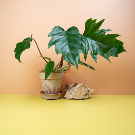 Philodendron Mayoi – seltene Zimmerpflanze mit markanten Einschnitten – potflourri